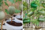 How to Grow Melons in Plastic Containers Easily: A Beginner’s Guide to High-Yield Home Gardening