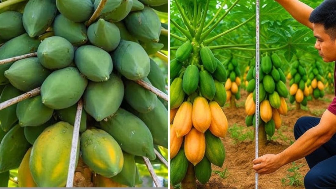 How I Grew Papaya at Home from a Ripe Fruit: A Complete Step-by-Step Guide for Beginners