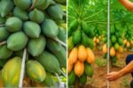 How I Grew Papaya at Home from a Ripe Fruit: A Complete Step-by-Step Guide for Beginners