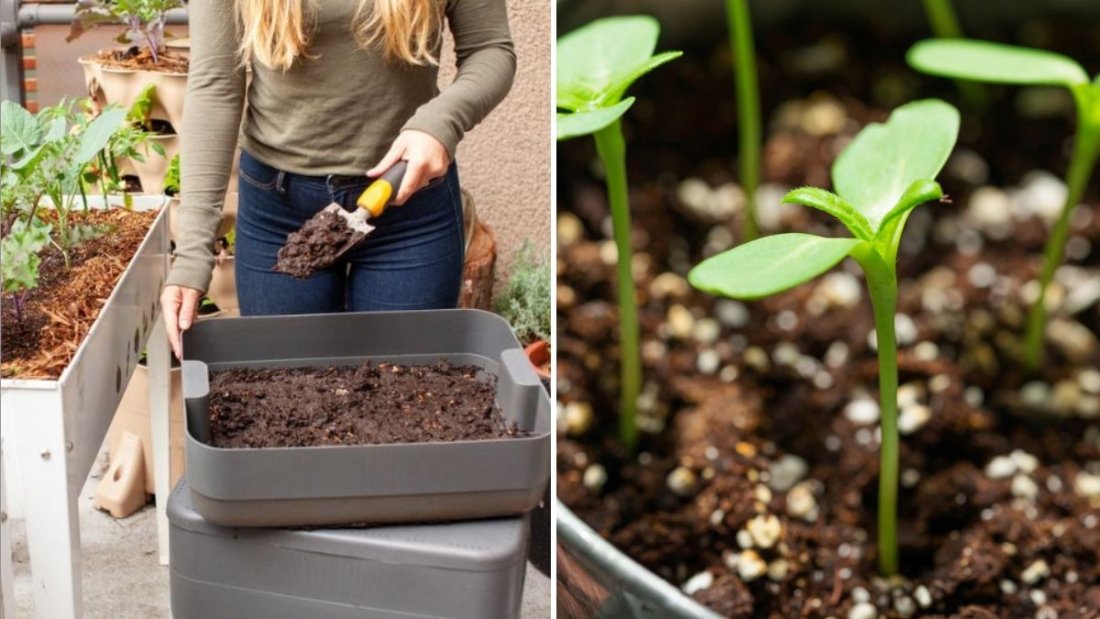 How to Fertilize Your Plants Naturally