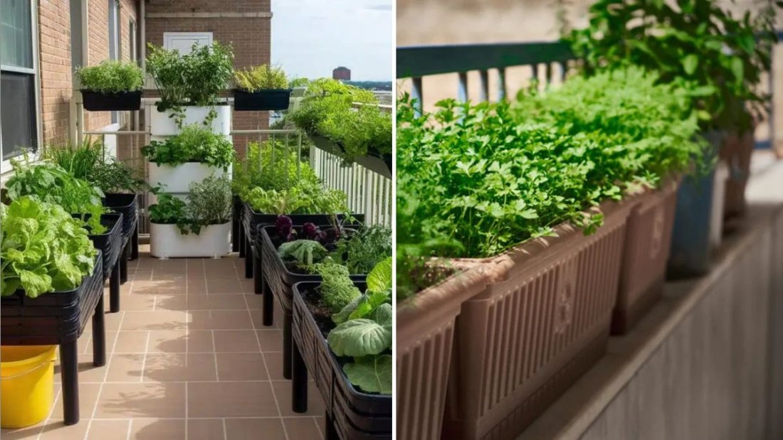 How to Start a Balcony Garden from Scratch
