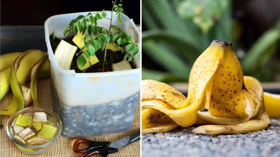 How to Use Banana Peels for Plant Growth