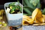 How to Use Banana Peels for Plant Growth