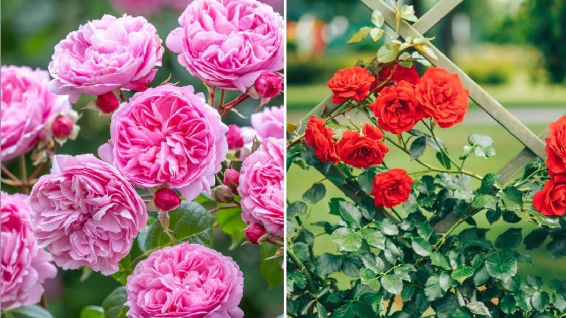 How to Grow Roses That Bloom All Year
