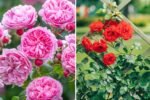 How to Grow Roses That Bloom All Year