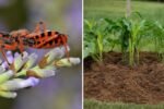 How to Keep Pests Away Without Chemicals