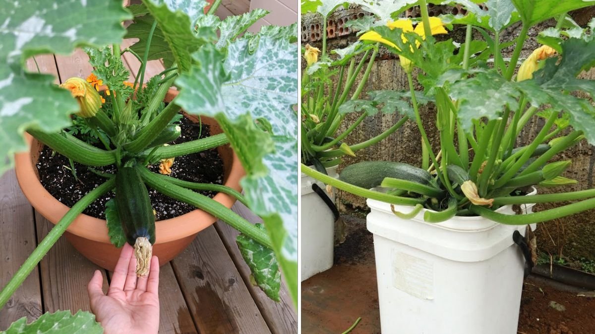 How to Grow Zucchini in Containers: A Step-by-Step Guide for High Yields Even Without a Garden