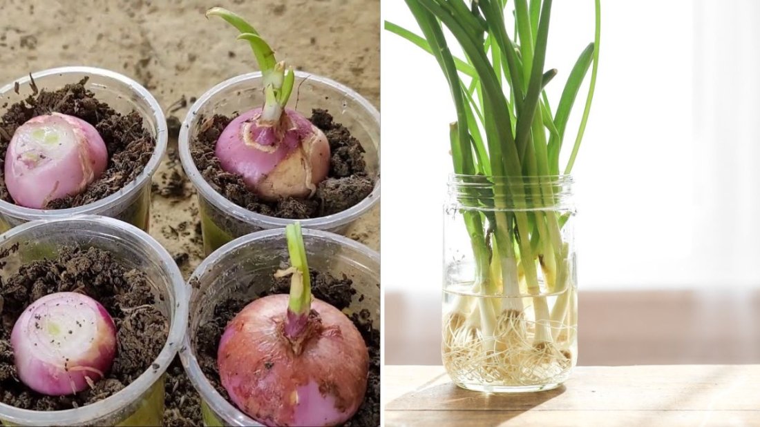 How to Grow Onions in Plastic Cups at Home: Easy Indoor Gardening for Big Yields (American Guide Inspired by NY Sokhom)