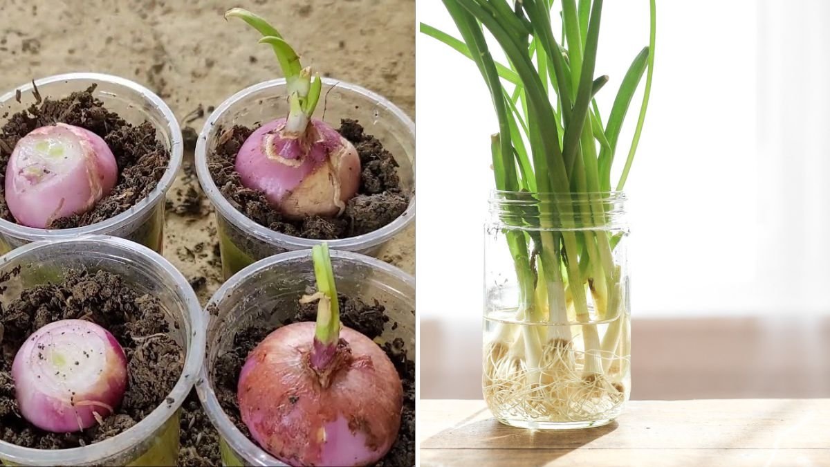 How to Grow Onions in Plastic Cups at Home: Easy Indoor Gardening for Big Yields (American Guide Inspired by NY Sokhom)