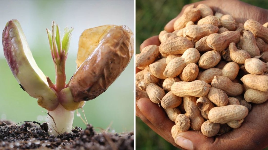 Brilliant Idea: How to Grow Peanuts at Home Easily – A Beginner’s Guide to Fresh, Nutty Harvests