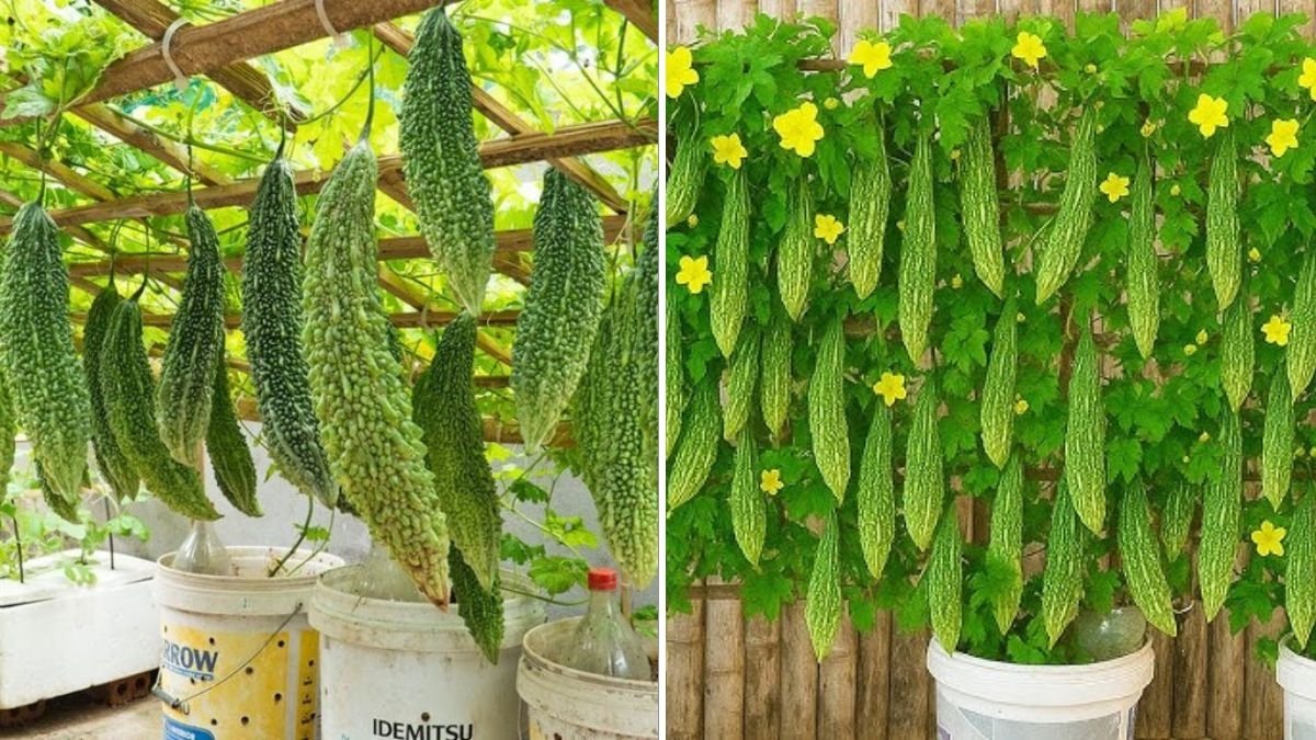Grow Bitter Melon Fast in Plastic Tubs: Step-by-Step Guide for Super High Yields at Home