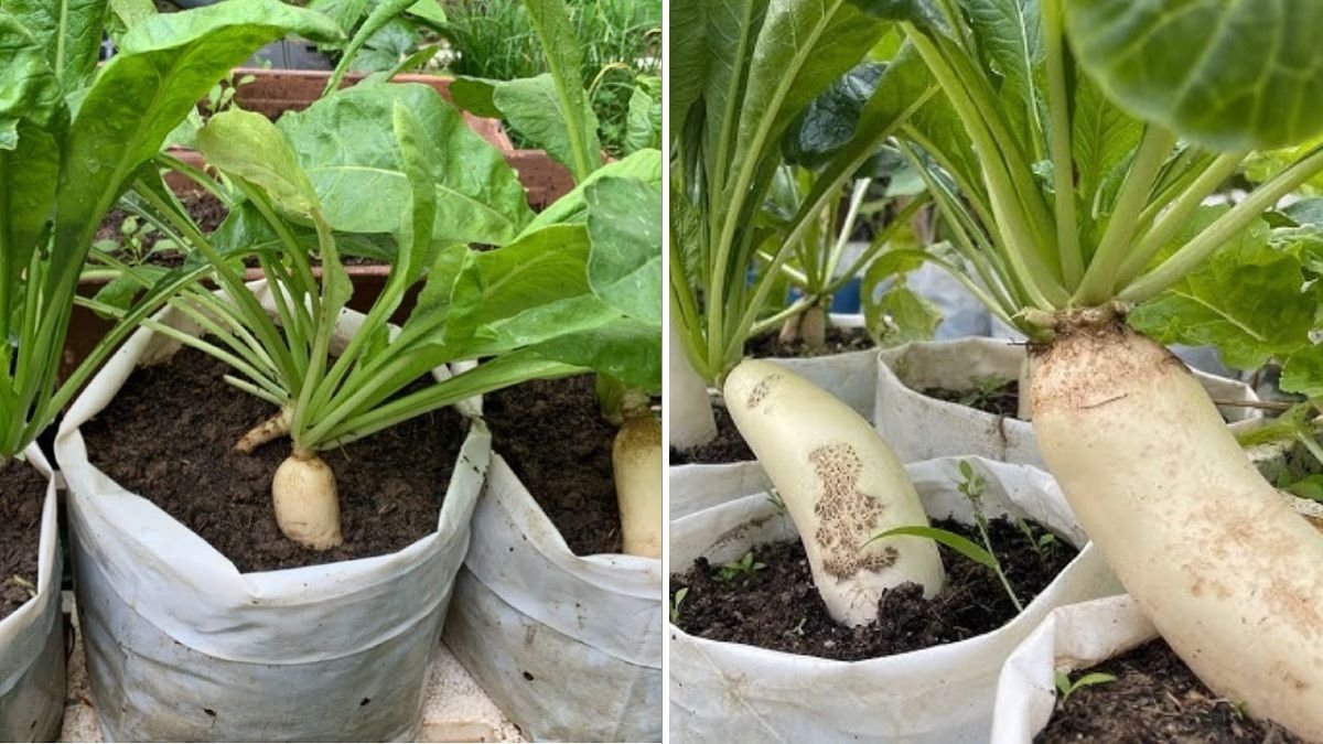 How to Grow Big, Juicy White Radishes in Planters: The Easy Home Gardening Guide for Huge Harvests