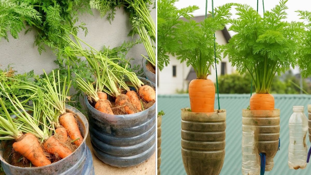 How to Grow Carrots in Plastic Bottles: The Smart, Space-Saving Way to  Harvest Fresh Carrots at Home - Semmozhi Poonga