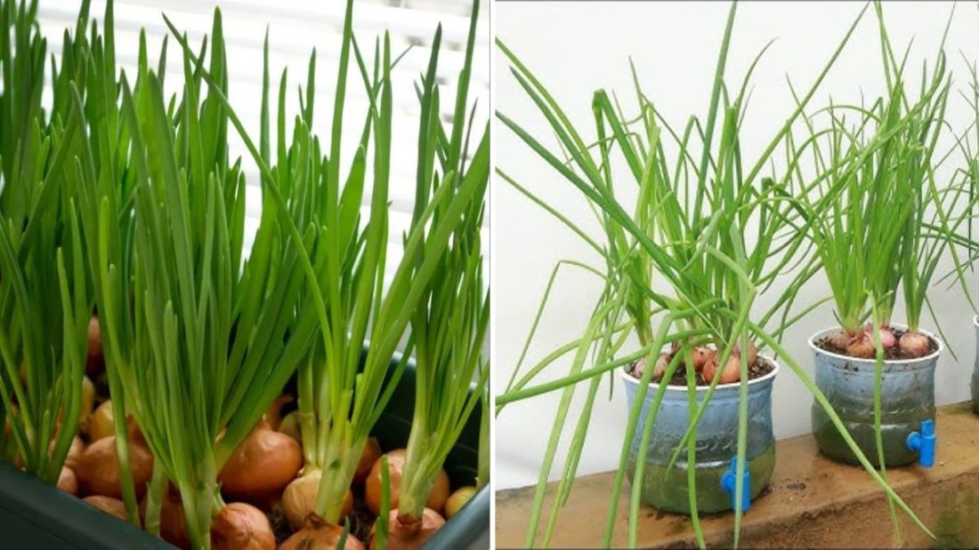 Lazy Gardener’s Hack: How to Grow Green Onions 10x Faster With Almost No Effort (Wish I Knew This Sooner!)