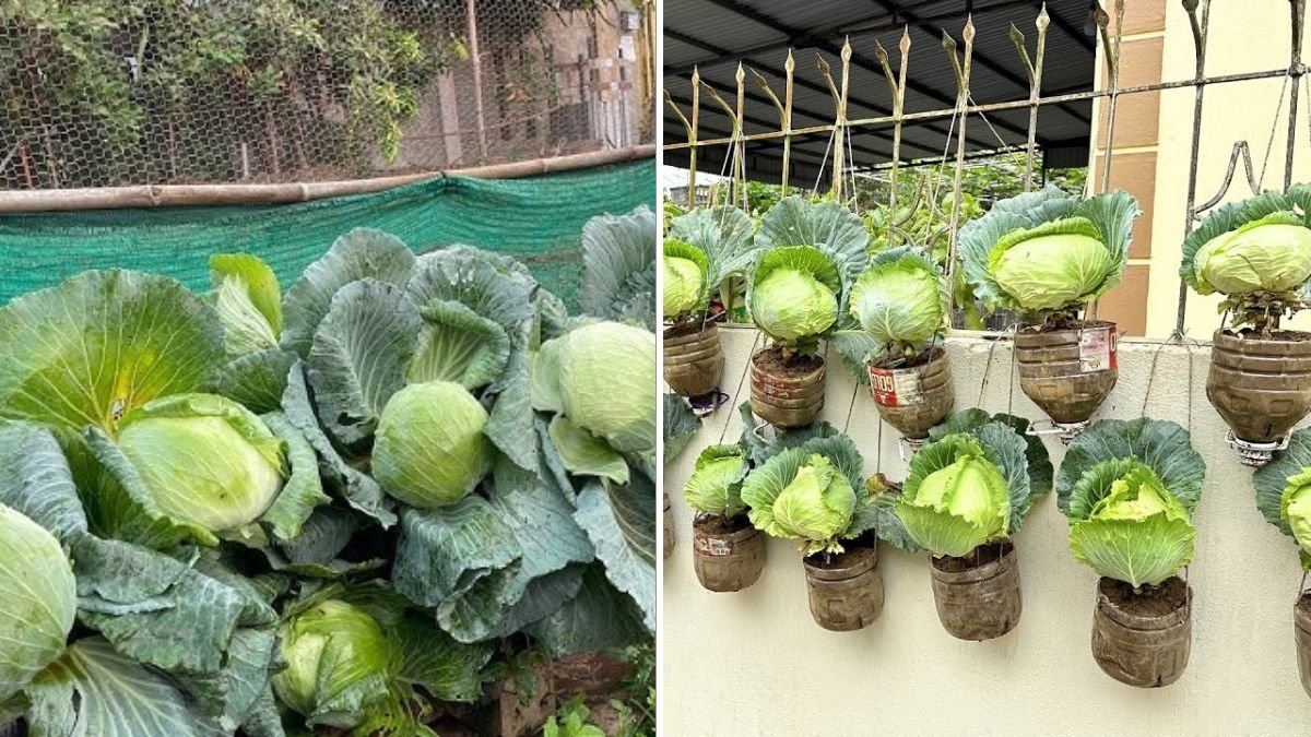 How to Turn an Old Tire Into a Super Easy Cabbage Garden: Grow Fresh, Big Cabbages from Seeds at Home