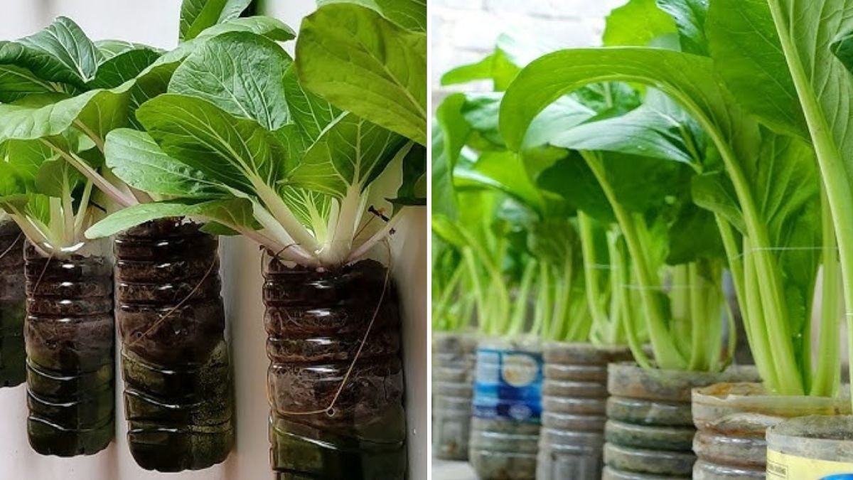 How to Grow Mustard Greens Like a Pro: The Southern Superfood That Belongs in Every Home Garden