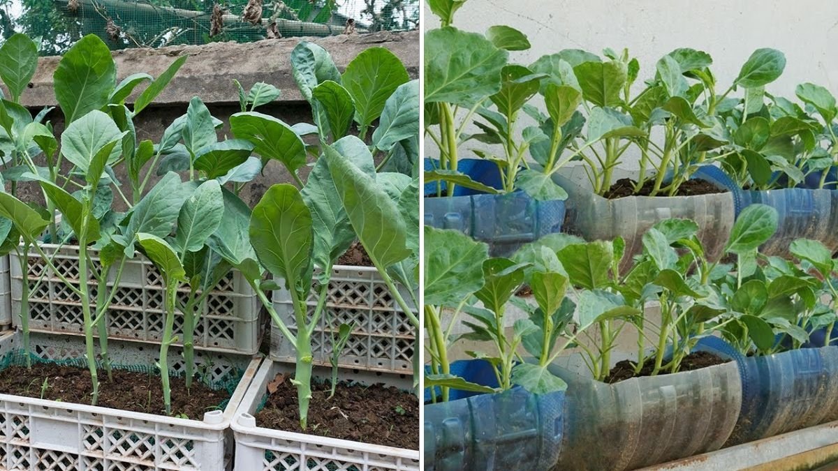 How to Grow Collard Greens: The Classic Southern Green That Every Home Gardener Should Know