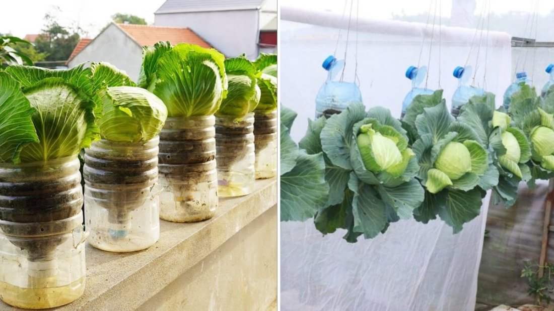 How to Grow Cabbage Like a Pro: The All-American Guide to Crisp, Compact, and Flavorful Heads