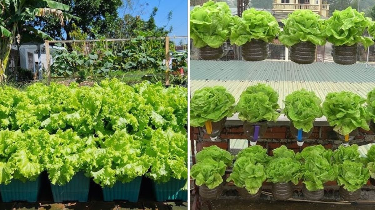 Grow Crisp, Flavorful Endive at Home: The Ultimate Guide to This Underrated Salad Green