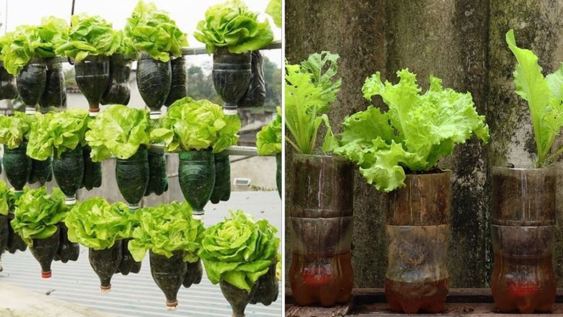How to Grow Escarole at Home: The Crisp, Nutritious Green Every American Garden Needs