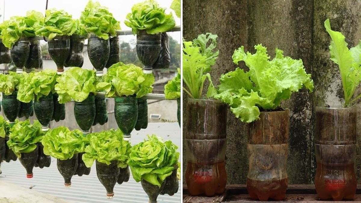 How to Grow Escarole at Home: The Crisp, Nutritious Green Every American Garden Needs