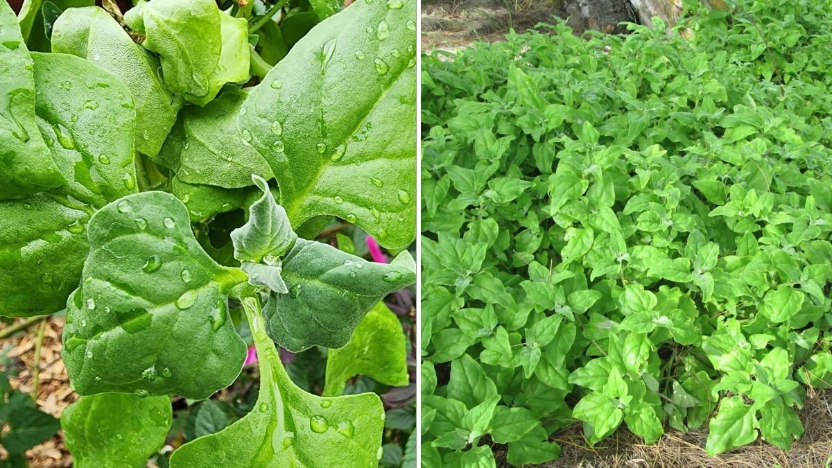 Introduction Meet New Zealand Spinach—The Heat-Loving Green You’ll Fall in Love With