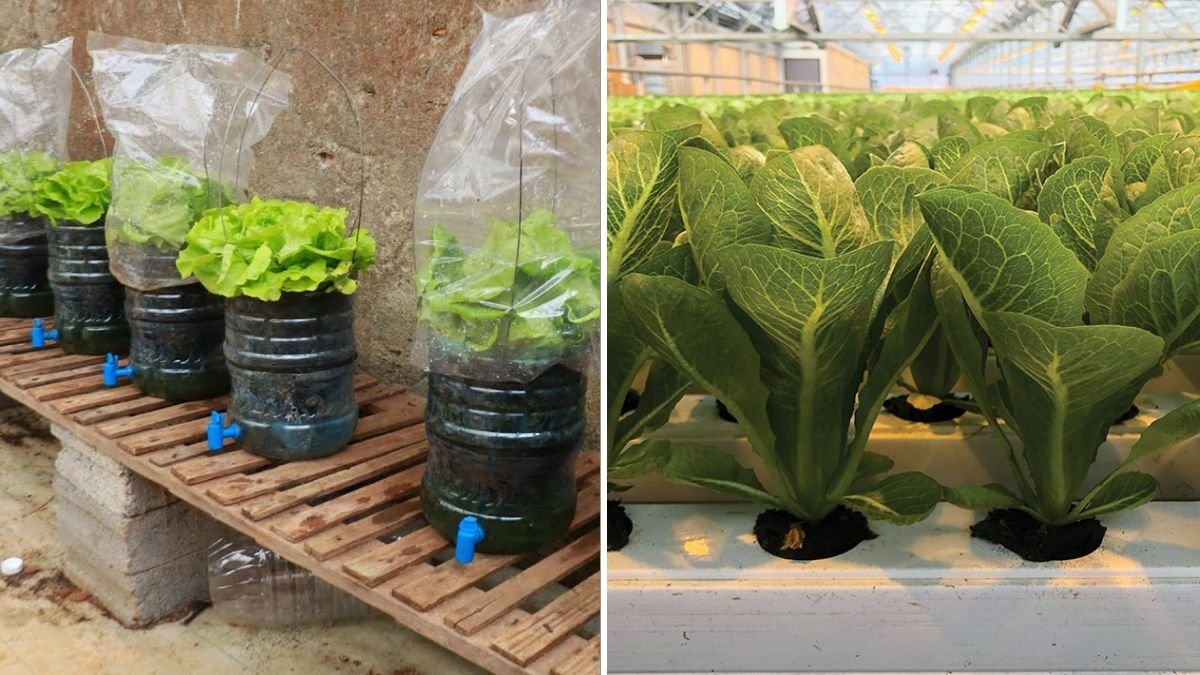 Romaine Lettuce: The Crunchy, Heart-Healthy Green Every American Should Be Growing and Eating