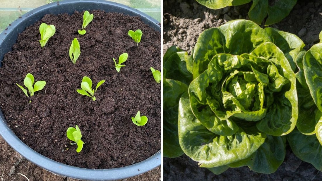 Little Gem Lettuce: The Tiny Powerhouse Green Taking Over American Kitchens and Gardens