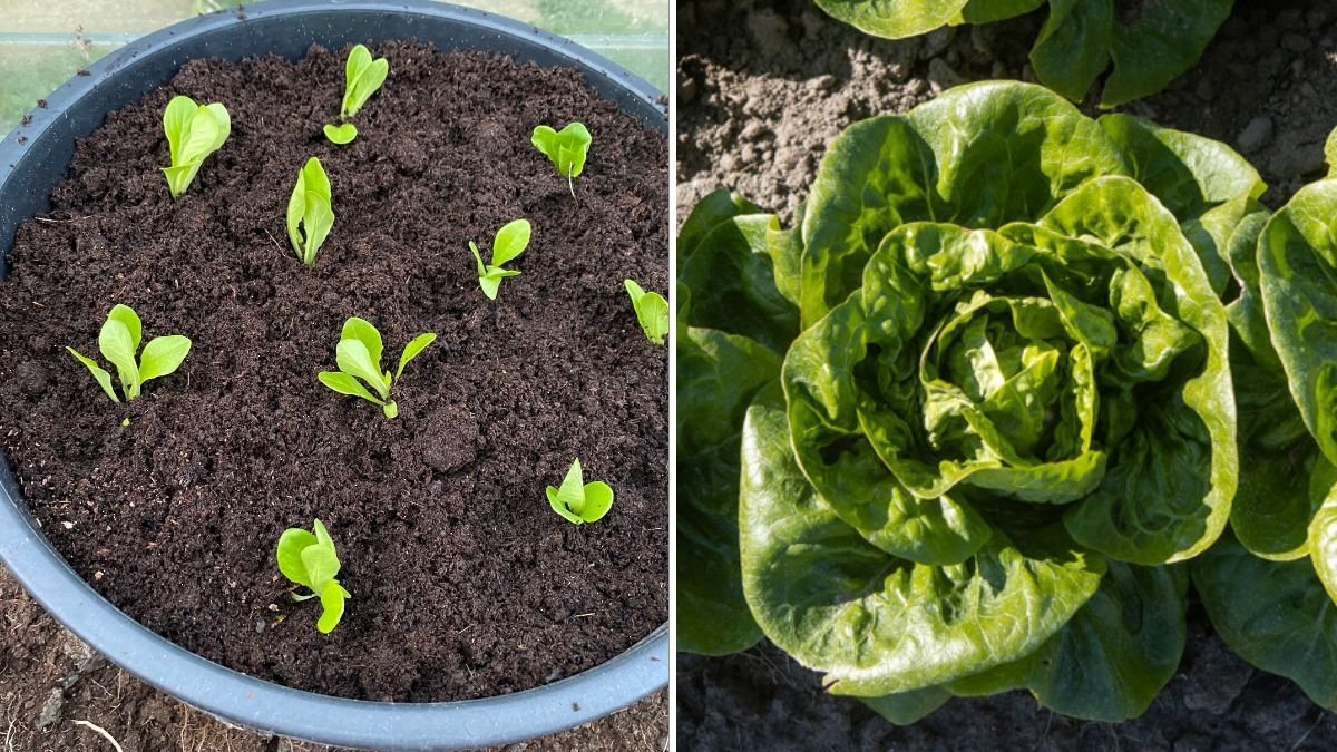 Little Gem Lettuce: The Tiny Powerhouse Green Taking Over American Kitchens and Gardens