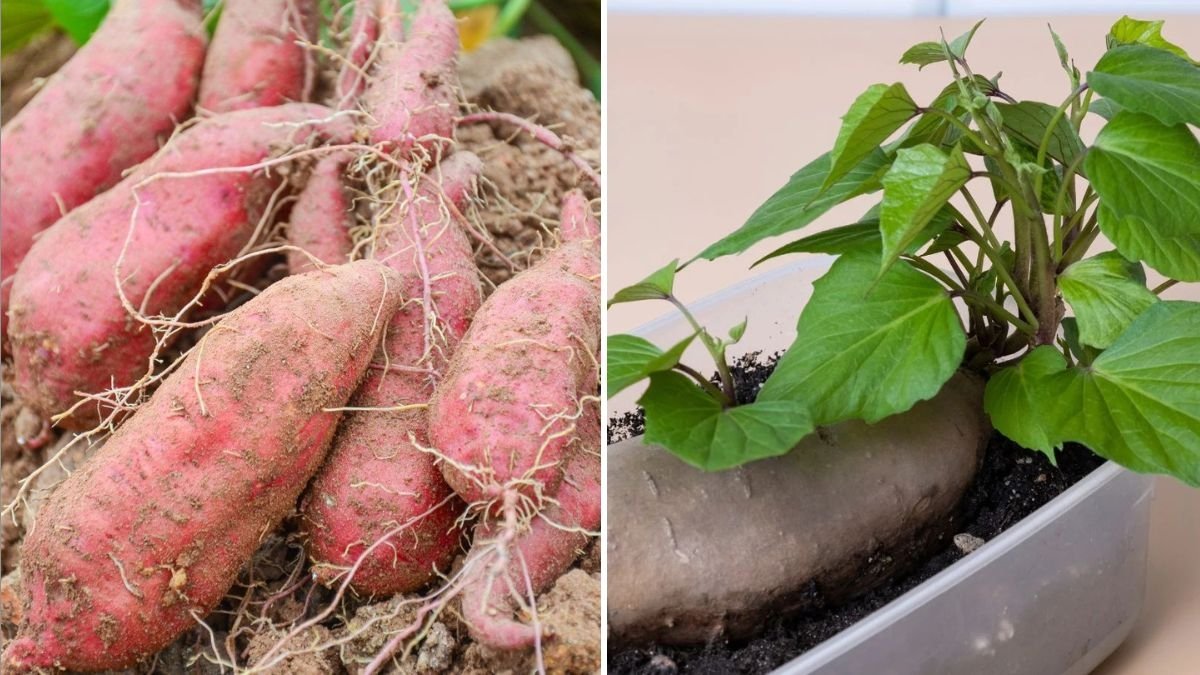 Sweet Potato The Ultimate Guide to Nutrition, Cooking Tips, and Delicious American Recipes