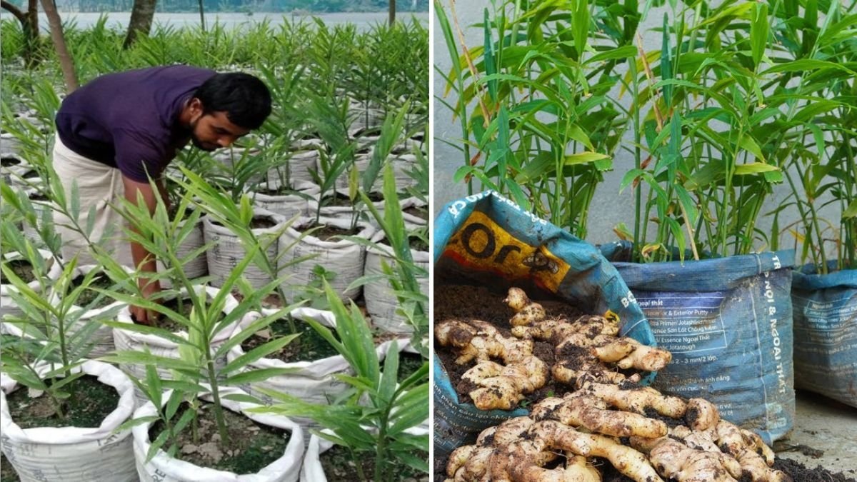 Ginger The Ultimate Guide to Health Benefits, Cooking Tips, and Delicious American-Friendly Recipes