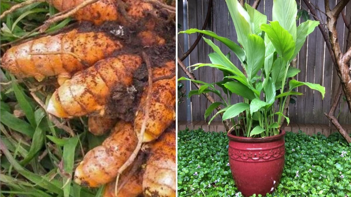 Turmeric The Ultimate Guide to Health Benefits, Cooking Tips, and Flavorful American Recipes