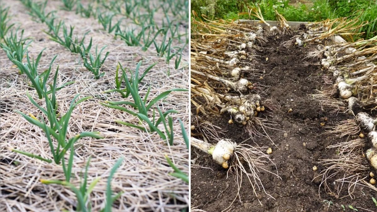 Elephant Garlic The Giant Clove with Mild Flavor and Big Health Benefits