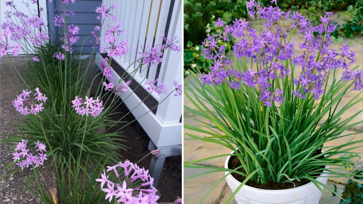 Society Garlic The Beautiful, Edible, and Fragrant Herb Taking Over American Gardens