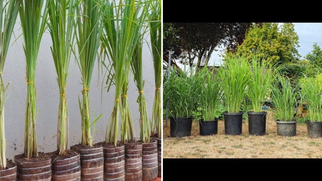 Lemongrass The Fragrant Herb That Elevates Flavor, Health, and Home Gardens in the U.S.