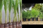 Lemongrass The Fragrant Herb That Elevates Flavor, Health, and Home Gardens in the U.S.