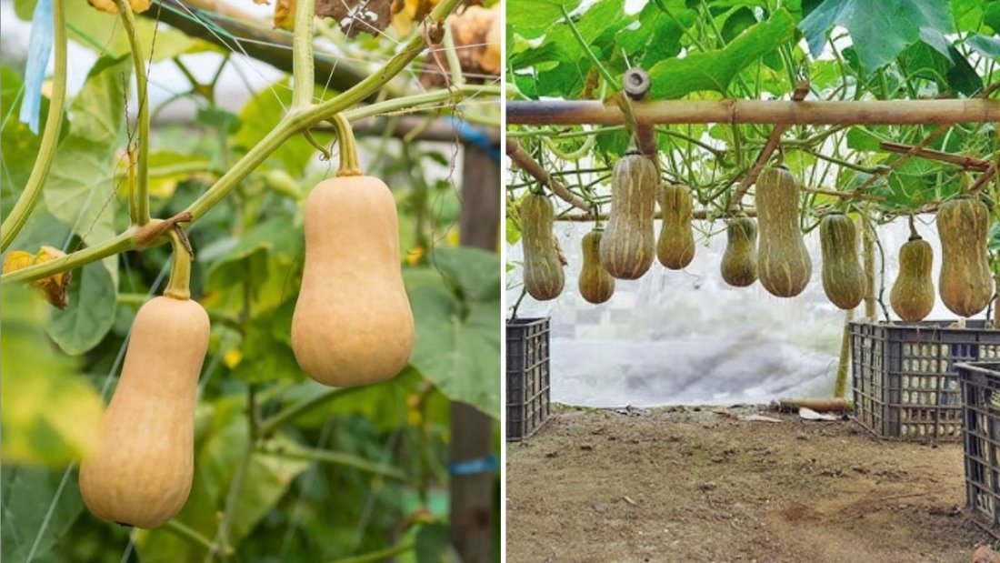 Butternut Squash How to Cook, Grow, and Love America’s Favorite Fall Vegetable