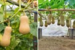Butternut Squash How to Cook, Grow, and Love America’s Favorite Fall Vegetable