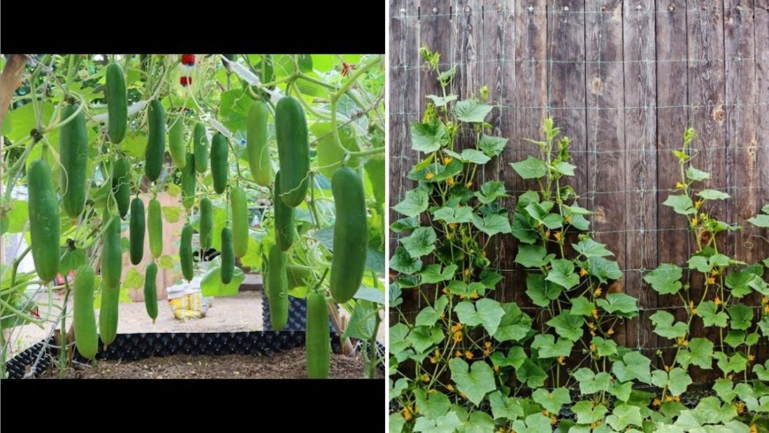 Cucumber Craze The Ultimate Guide to Growing, Eating, and Loving America’s Favorite Refreshing Vegetable