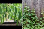 Cucumber Craze The Ultimate Guide to Growing, Eating, and Loving America’s Favorite Refreshing Vegetable