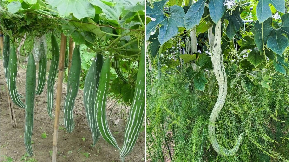 Snake Gourd Secrets The Complete Guide to Growing, Cooking, and Benefiting from America’s Underrated Super Veggie