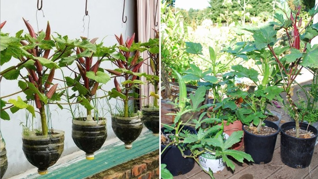 Okra Uncovered The Complete American Guide to Growing, Cooking, and Benefiting from This Southern Superfood