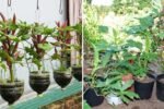 Okra Uncovered The Complete American Guide to Growing, Cooking, and Benefiting from This Southern Superfood