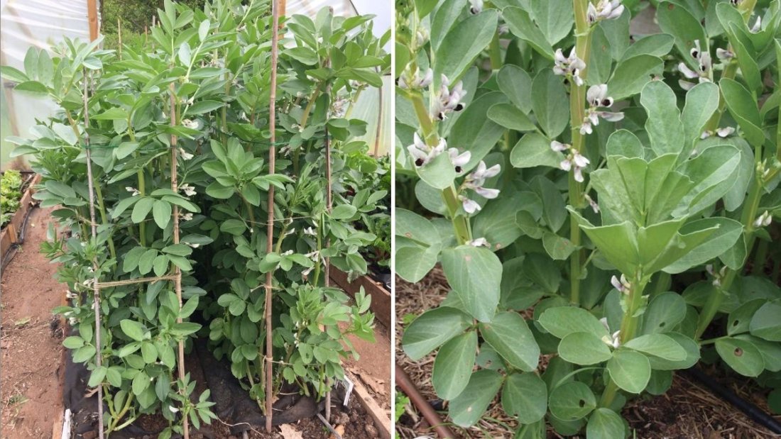 Fava Beans The Protein-Packed Superfood Taking Over American Gardens and Kitchens