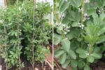 Fava Beans The Protein-Packed Superfood Taking Over American Gardens and Kitchens