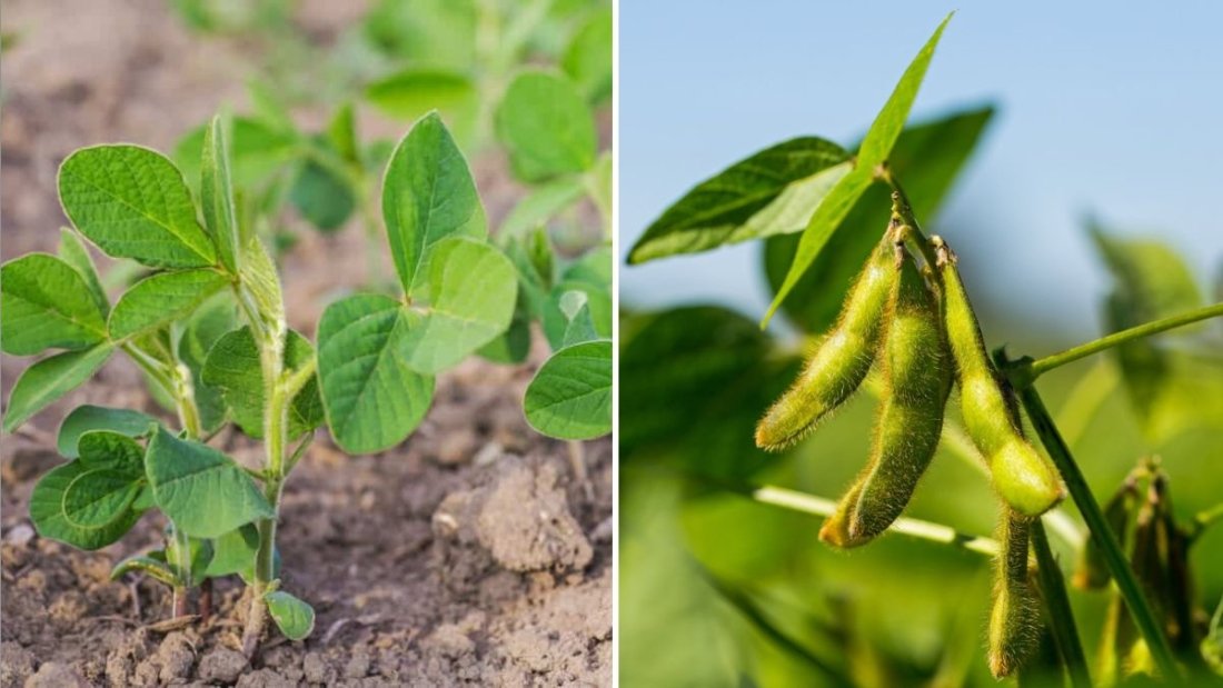 Soybeans America’s Golden Crop for Health, Sustainability, and Home Gardening