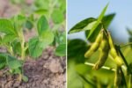 Soybeans America’s Golden Crop for Health, Sustainability, and Home Gardening