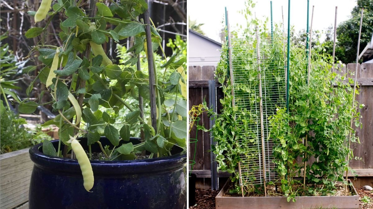 Snow Peas The Crisp, Sweet Gem of American Gardens and Healthy Kitchens