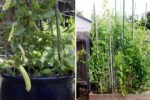 Snow Peas The Crisp, Sweet Gem of American Gardens and Healthy Kitchens