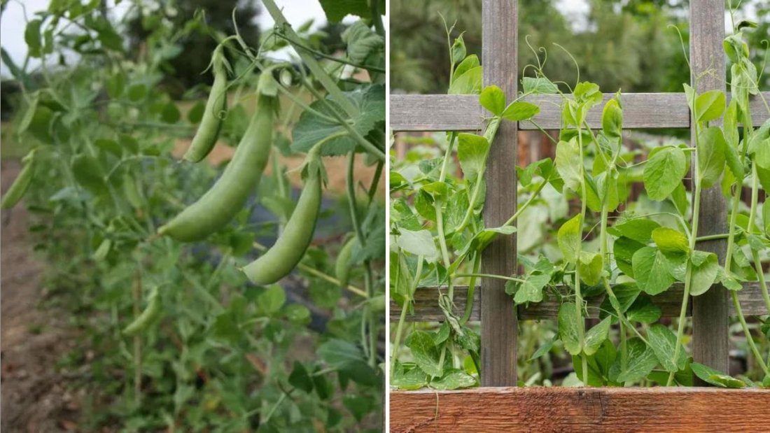 Sugar Snap Peas The Sweet, Crunchy Favorite of American Gardens and Healthy Kitchens